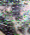 mtvza_rgb_Vegetation.png